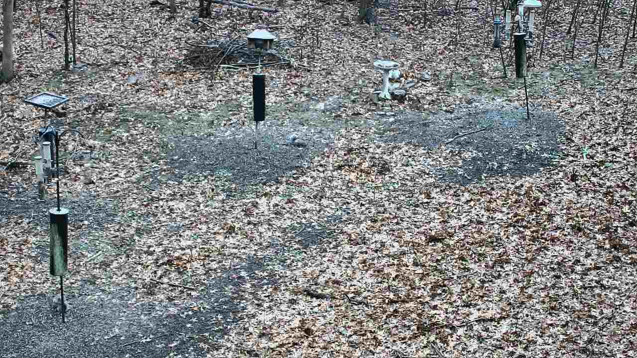 Thumbnail for current weather camera view from Cincinnati Nature Center in Batavia, Ohio