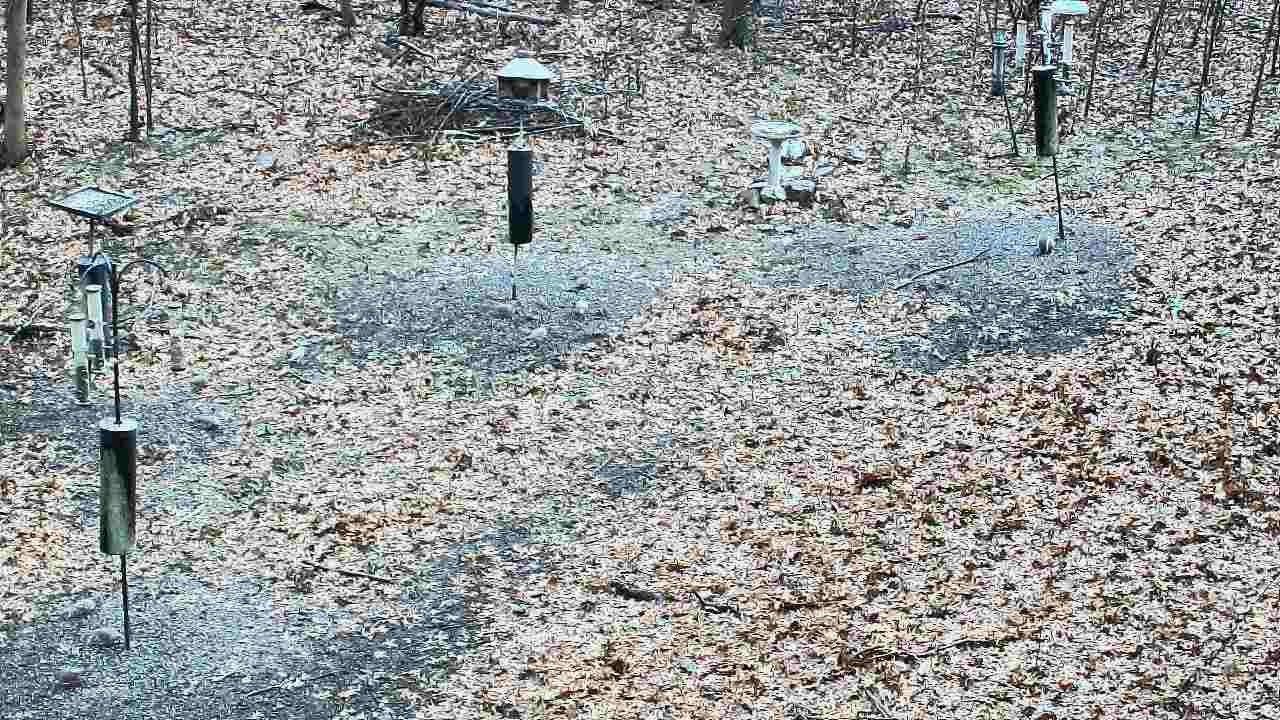 Thumbnail for current weather camera view from Cincinnati Nature Center in Batavia, Ohio