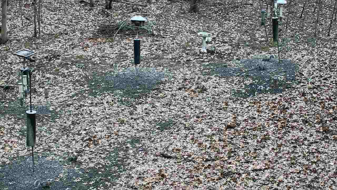 Thumbnail for current weather camera view from Cincinnati Nature Center in Batavia, Ohio