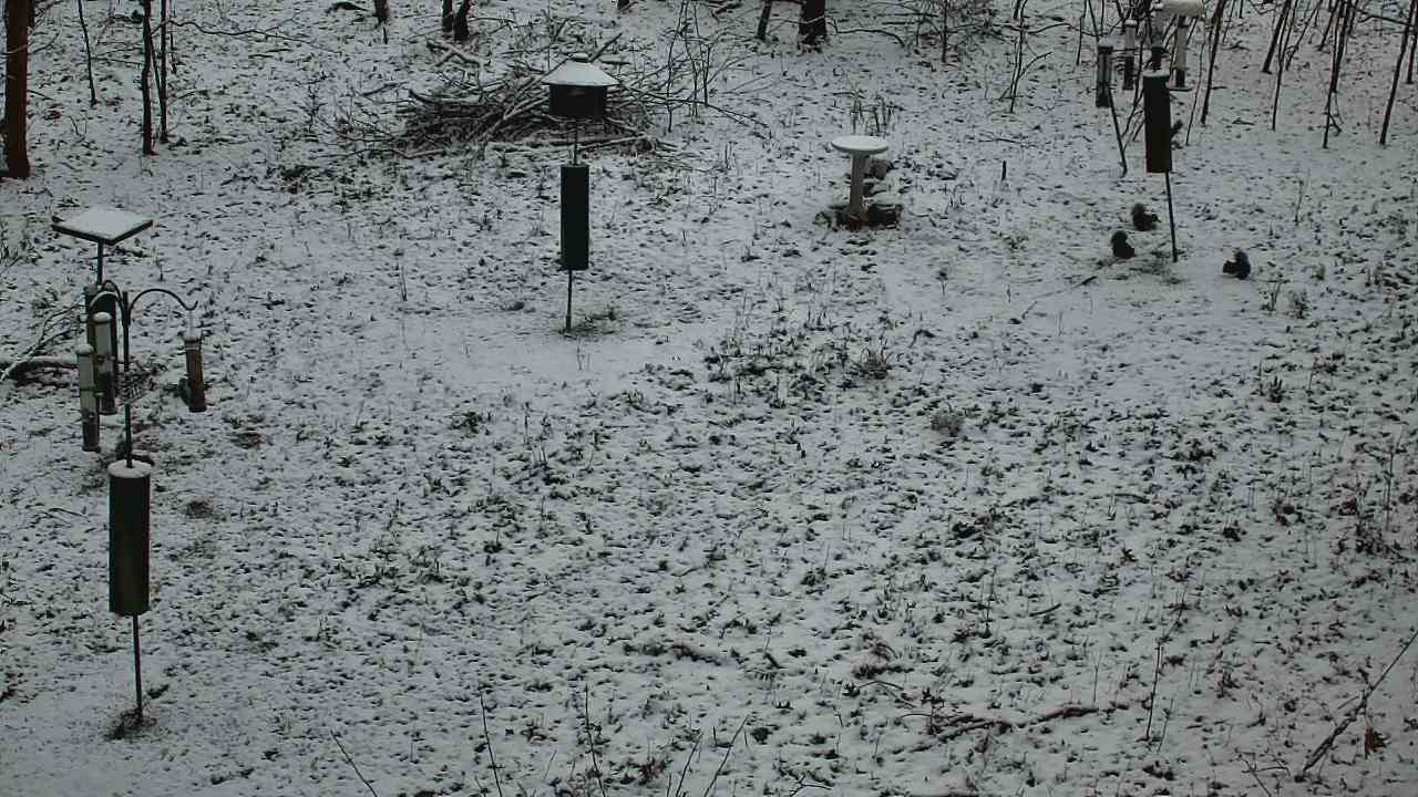 Thumbnail for current weather camera view from Cincinnati Nature Center in Batavia, Ohio