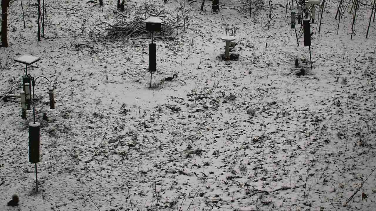 Thumbnail for current weather camera view from Cincinnati Nature Center in Batavia, Ohio