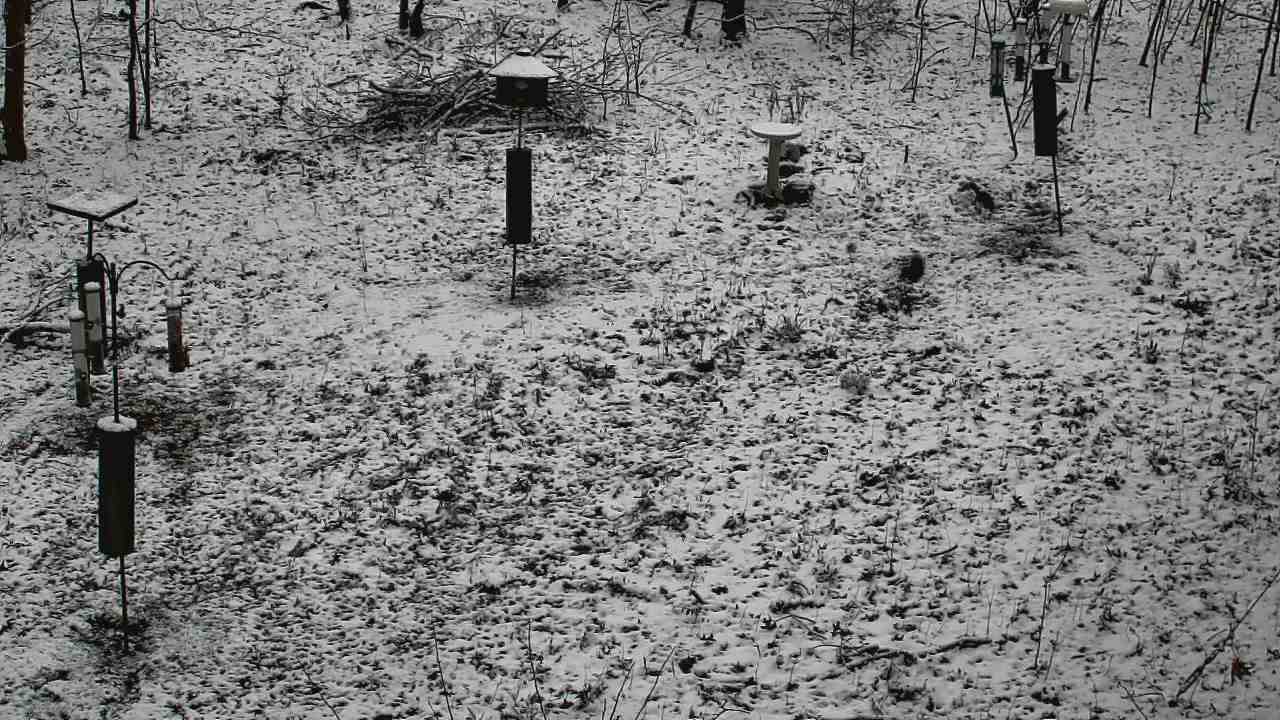 Thumbnail for current weather camera view from Cincinnati Nature Center in Batavia, Ohio