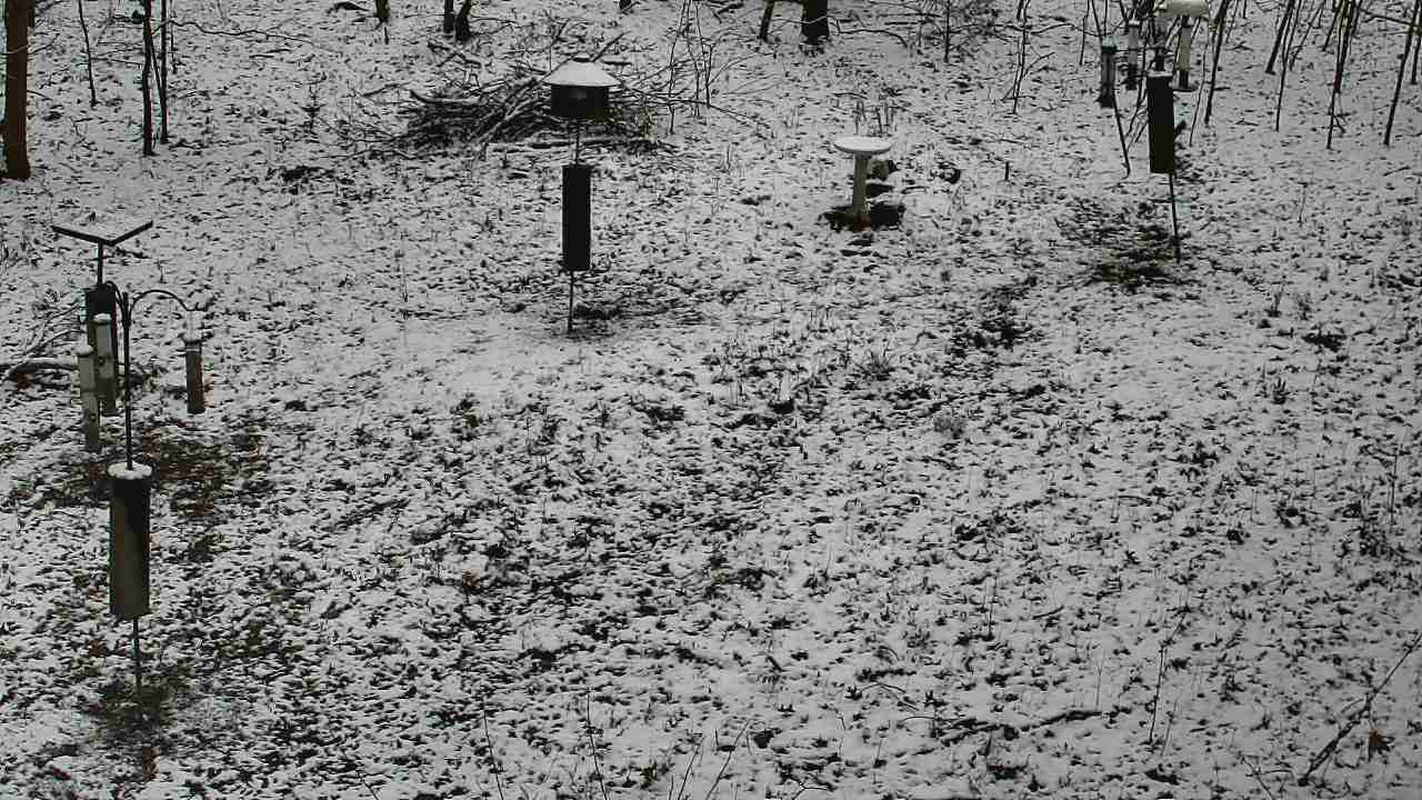 Thumbnail for current weather camera view from Cincinnati Nature Center in Batavia, Ohio