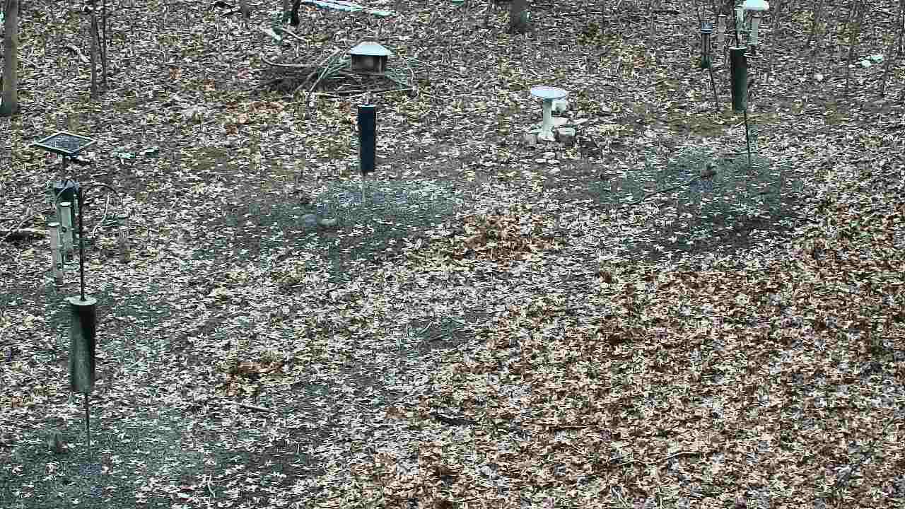 Thumbnail for current weather camera view from Cincinnati Nature Center in Batavia, Ohio