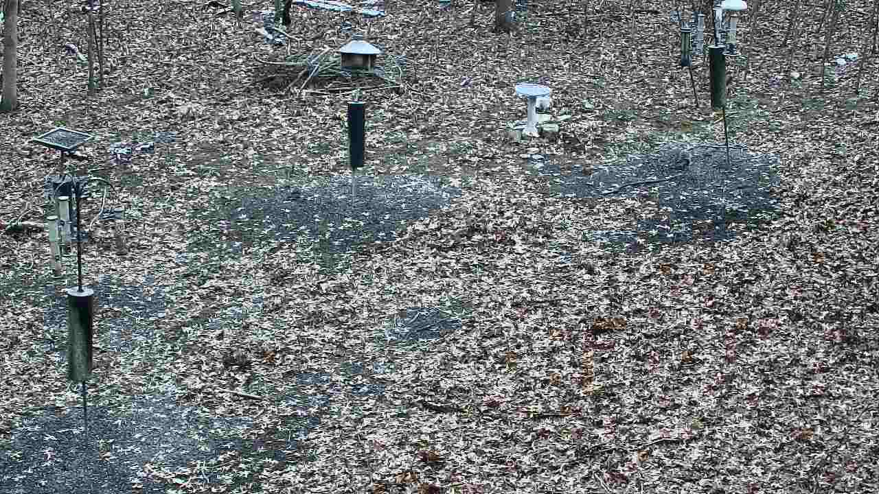 Thumbnail for current weather camera view from Cincinnati Nature Center in Batavia, Ohio