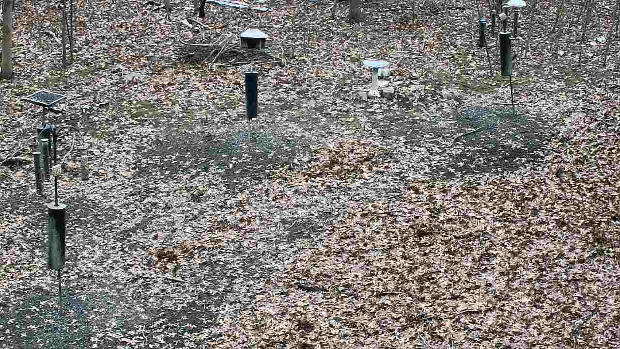 Thumbnail for current weather camera view from Cincinnati Nature Center in Batavia, Ohio