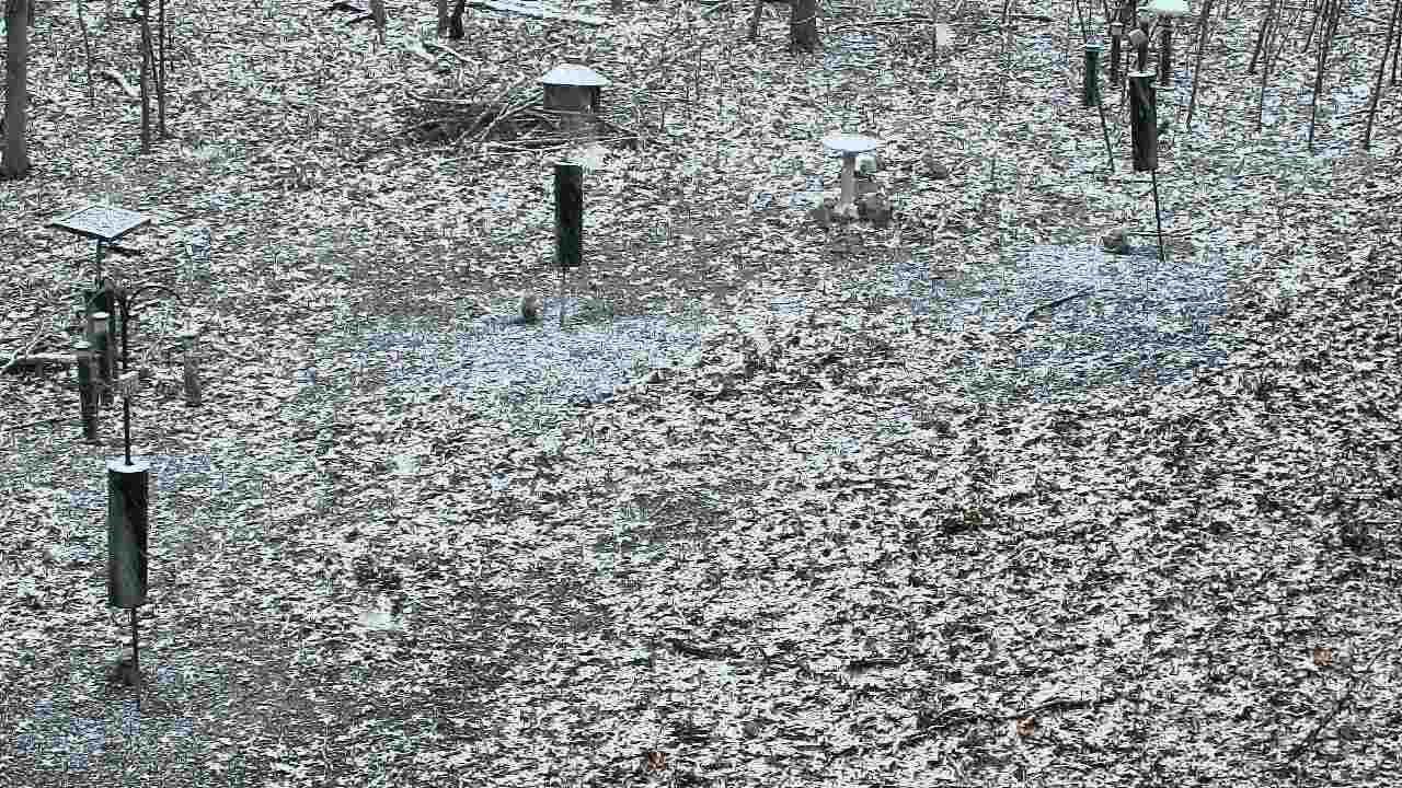 Thumbnail for current weather camera view from Cincinnati Nature Center in Batavia, Ohio