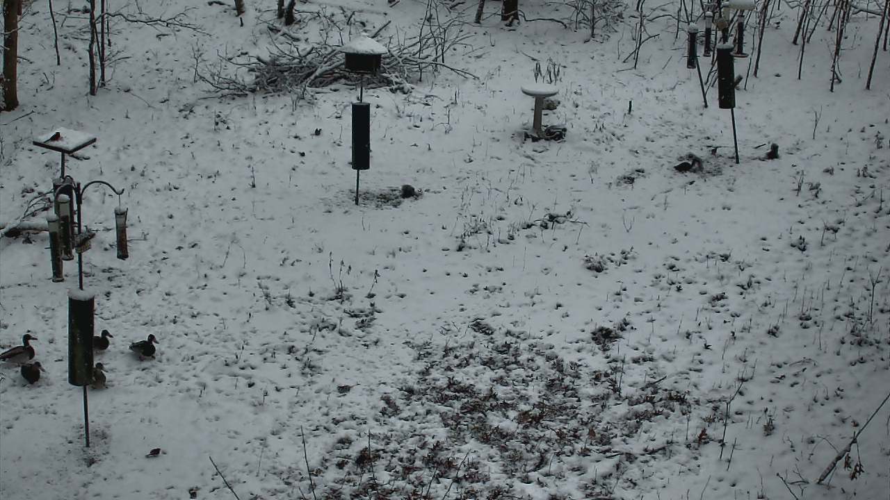 Thumbnail for current weather camera view from Cincinnati Nature Center in Batavia, Ohio
