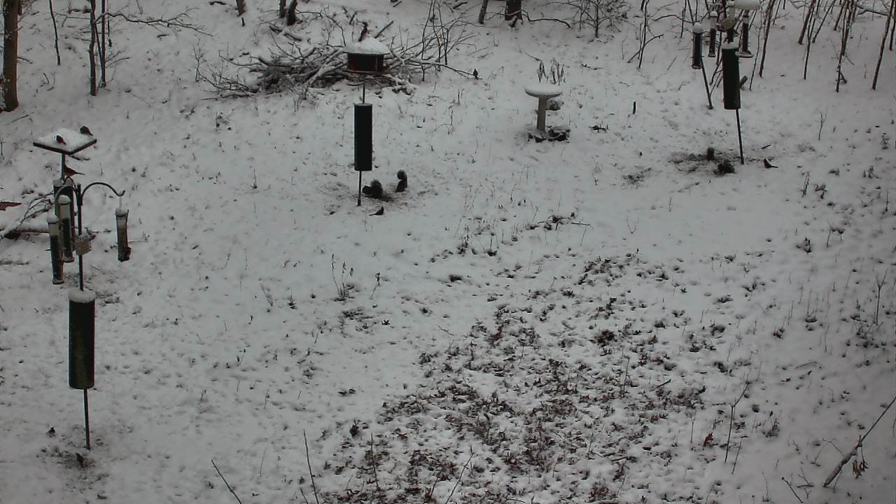 Thumbnail for current weather camera view from Cincinnati Nature Center in Batavia, Ohio
