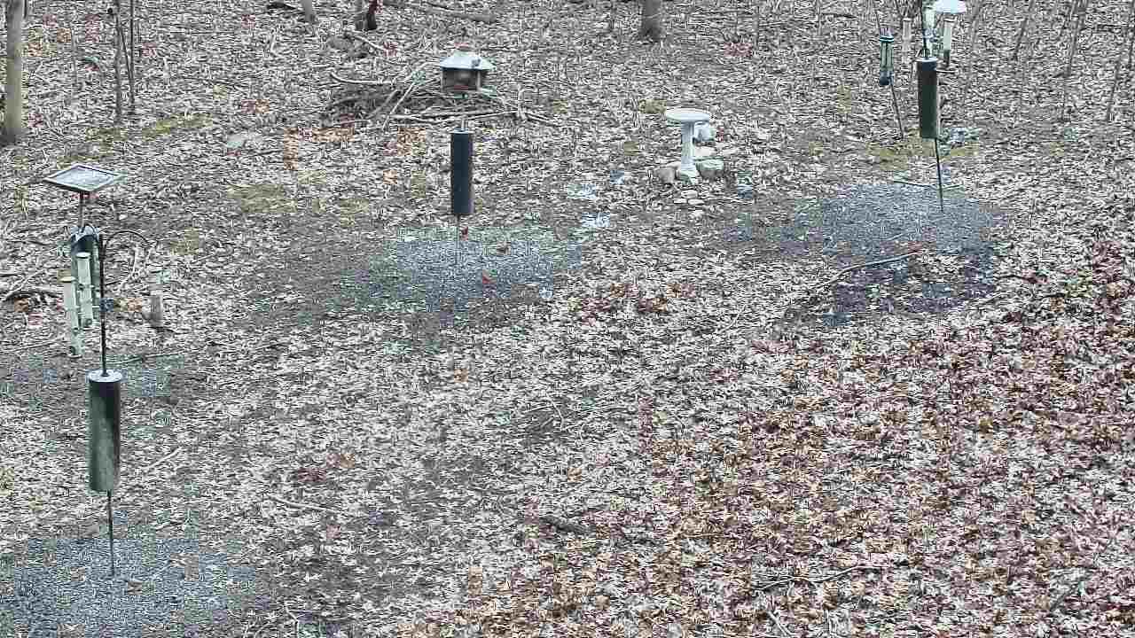 Thumbnail for current weather camera view from Cincinnati Nature Center in Batavia, Ohio