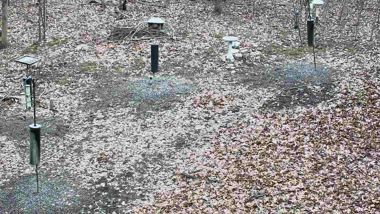 Thumbnail for current weather camera view from Cincinnati Nature Center in Batavia, Ohio