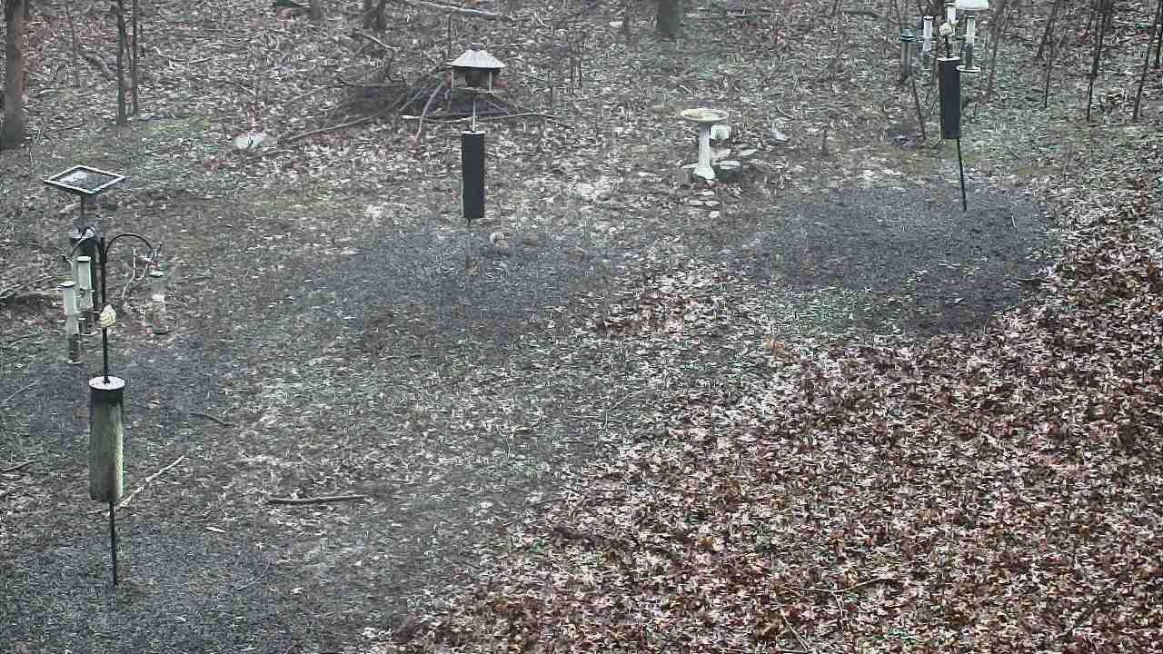 Thumbnail for current weather camera view from Cincinnati Nature Center in Batavia, Ohio