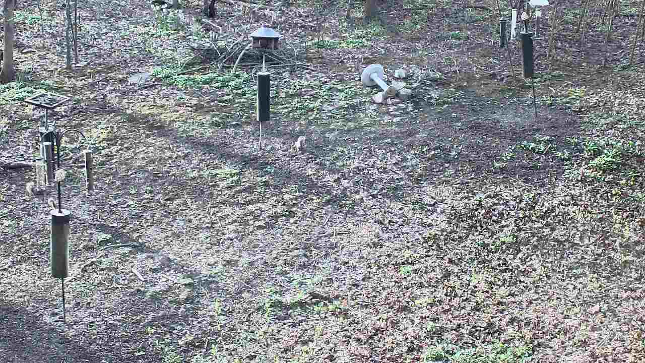 Thumbnail for current weather camera view from Cincinnati Nature Center in Batavia, Ohio