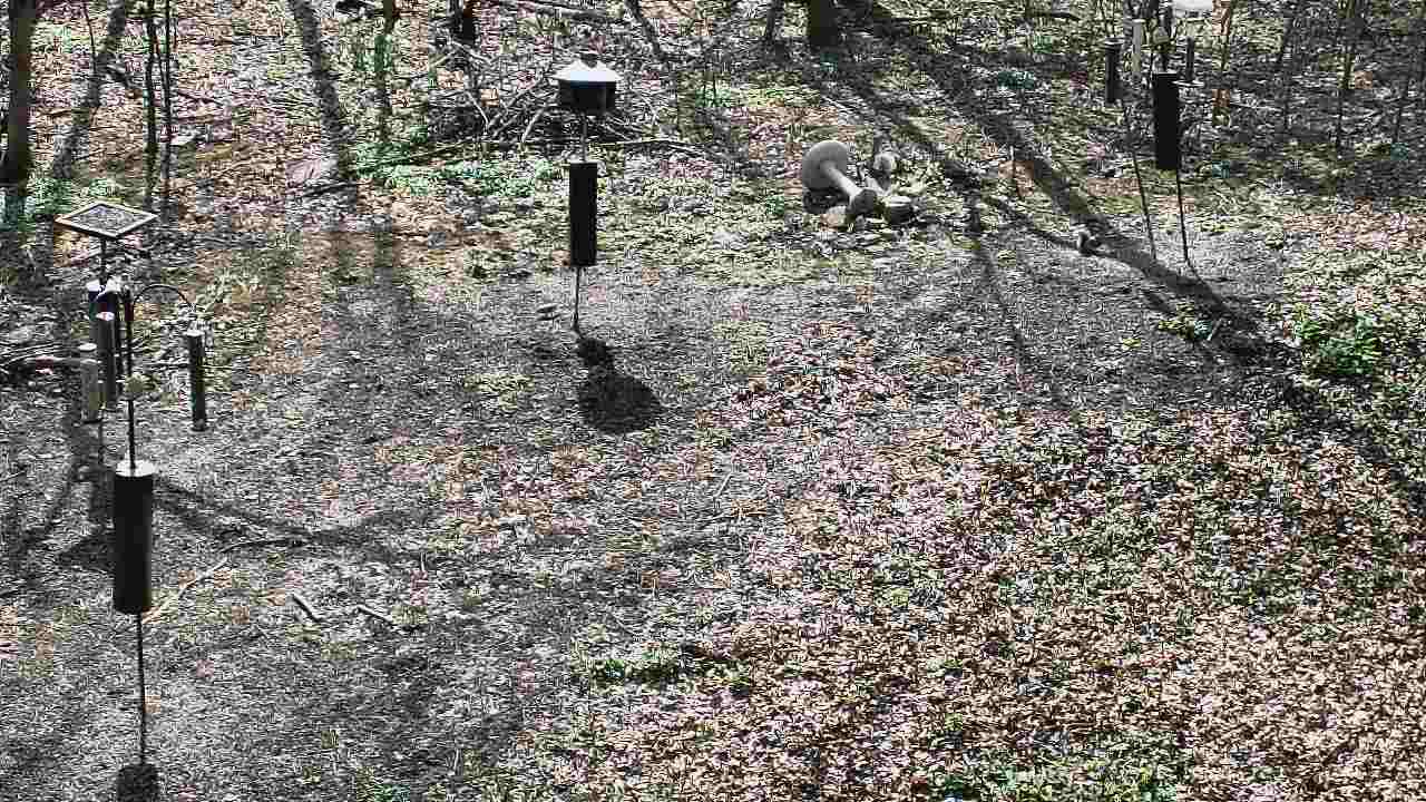 Thumbnail for current weather camera view from Cincinnati Nature Center in Batavia, Ohio
