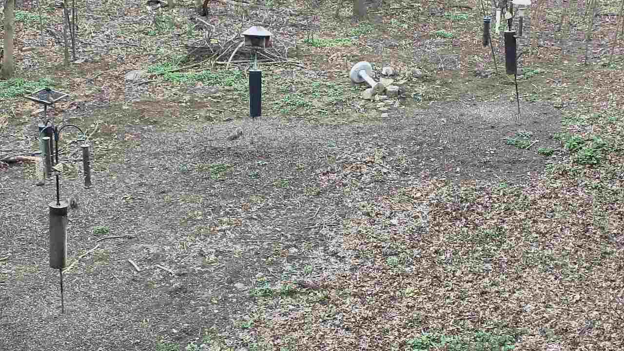 Thumbnail for current weather camera view from Cincinnati Nature Center in Batavia, Ohio