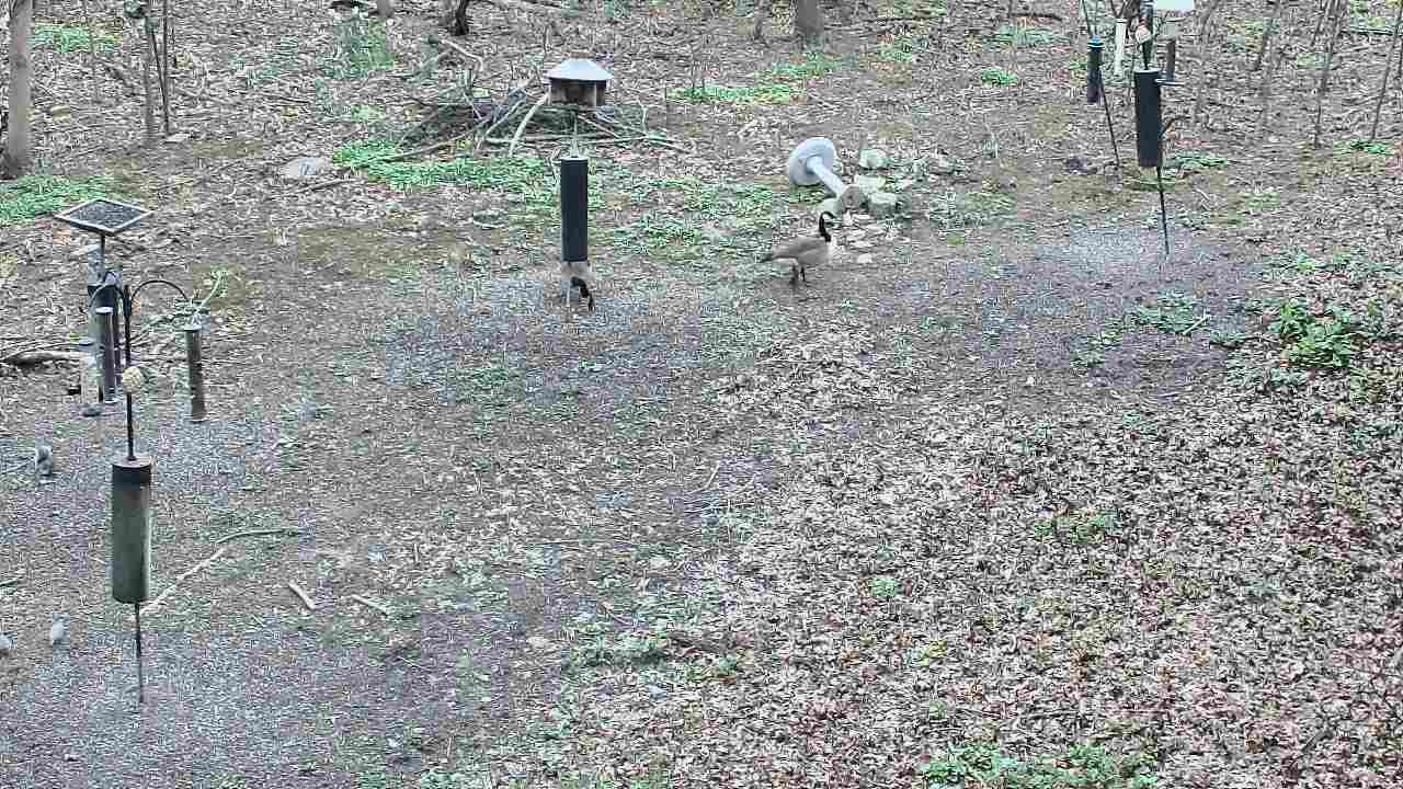 Thumbnail for current weather camera view from Cincinnati Nature Center in Batavia, Ohio