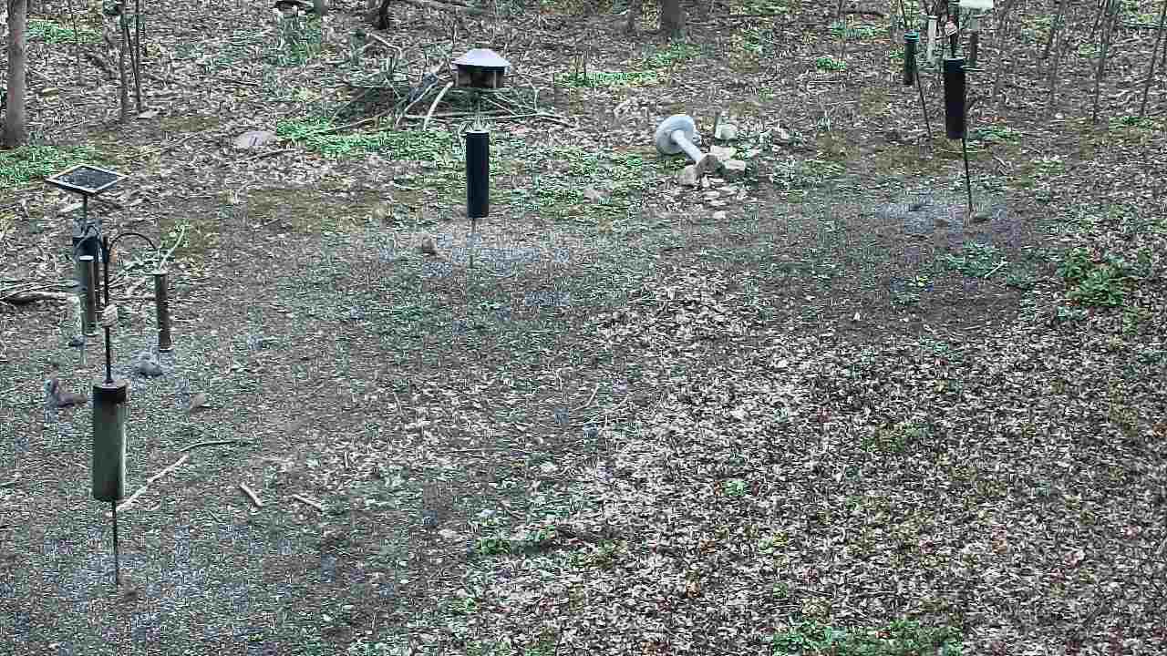 Thumbnail for current weather camera view from Cincinnati Nature Center in Batavia, Ohio