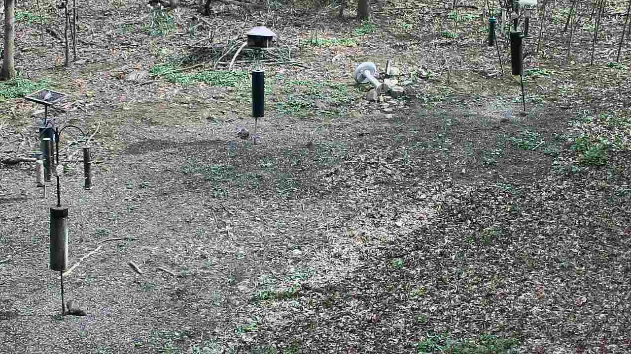 Thumbnail for current weather camera view from Cincinnati Nature Center in Batavia, Ohio