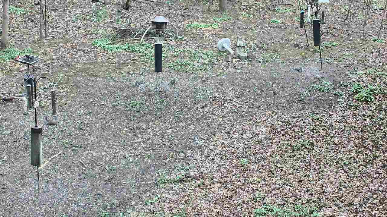 Thumbnail for current weather camera view from Cincinnati Nature Center in Batavia, Ohio