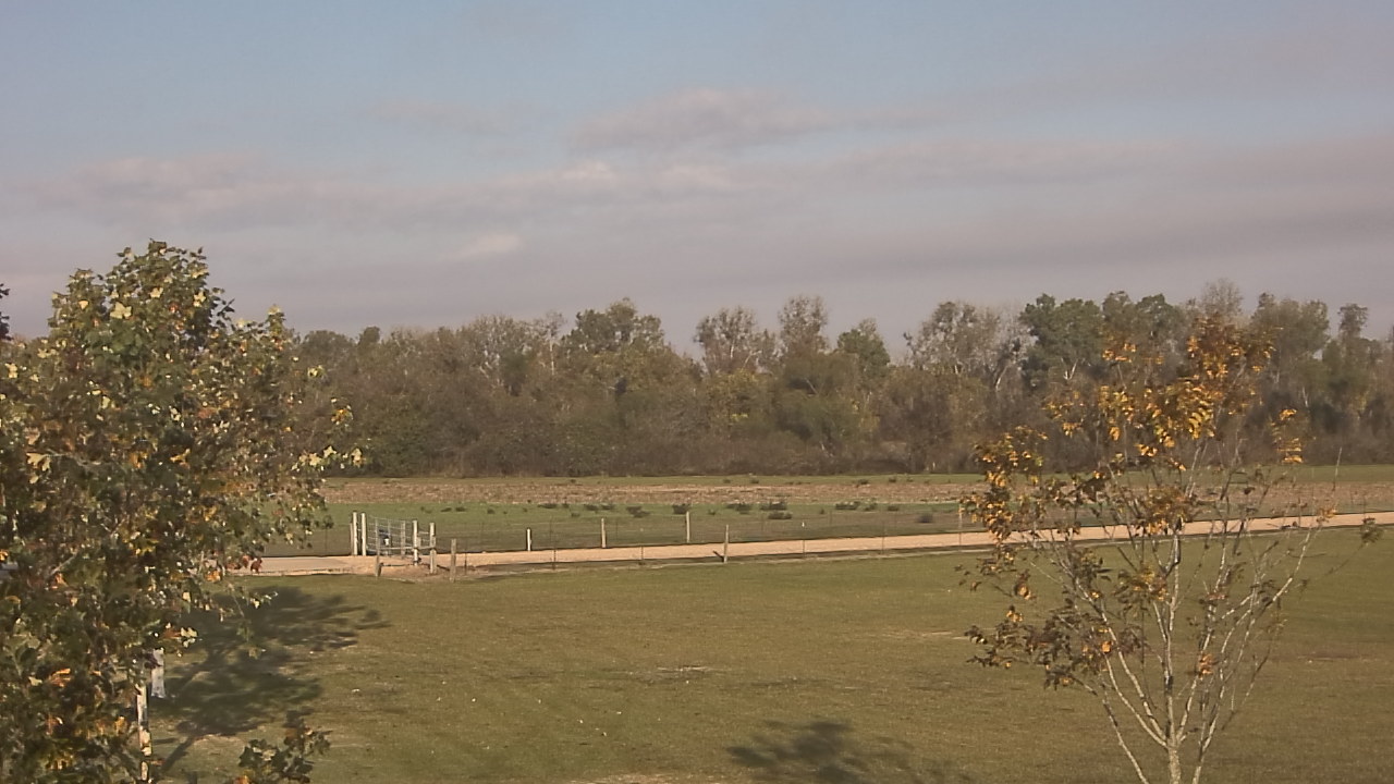 Thumbnail for current weather camera view from Long Acres Ranch in Richmond, Texas