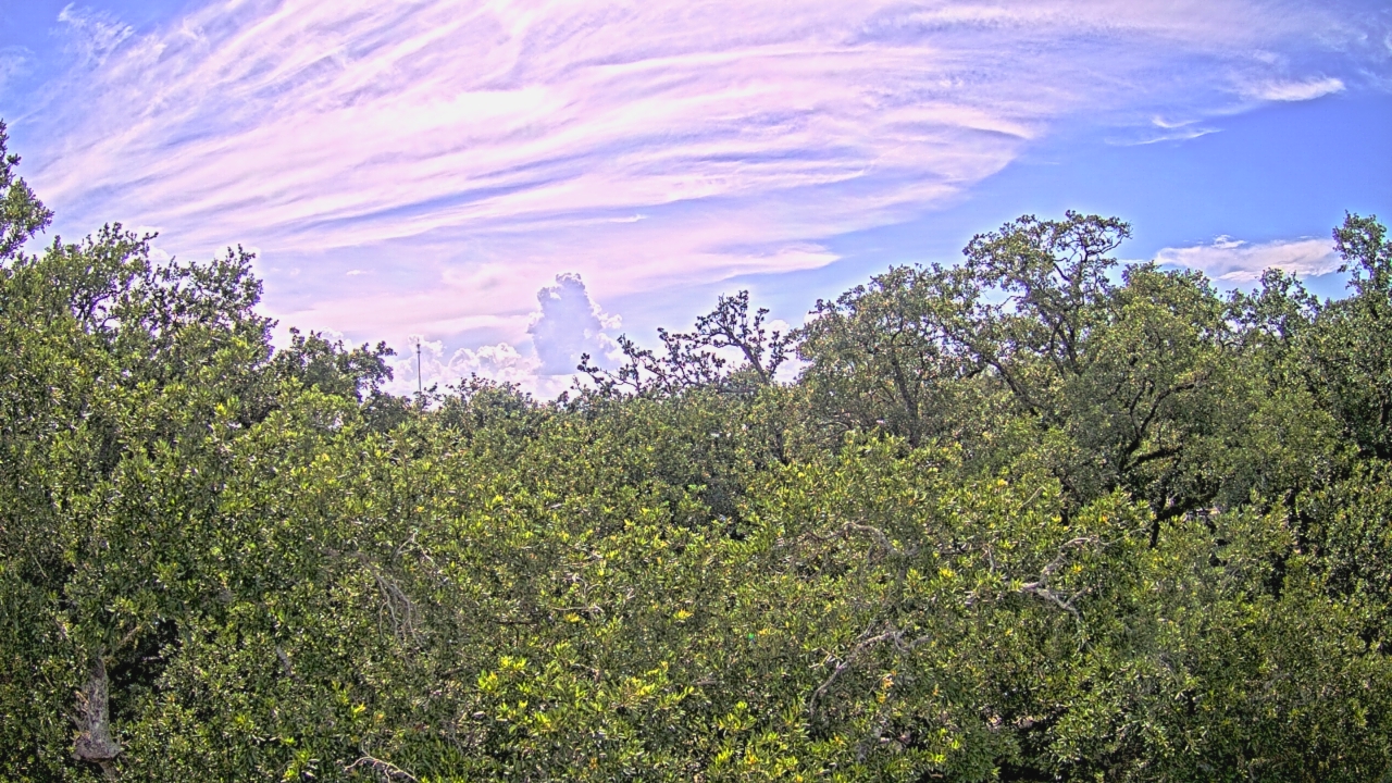 Thumbnail for current weather camera view from Metairie Club Gardens in Metairie, Louisiana