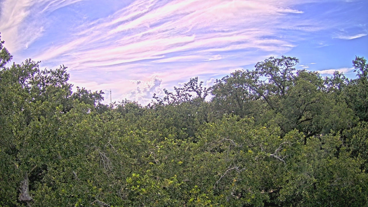 Thumbnail for current weather camera view from Metairie Club Gardens in Metairie, Louisiana