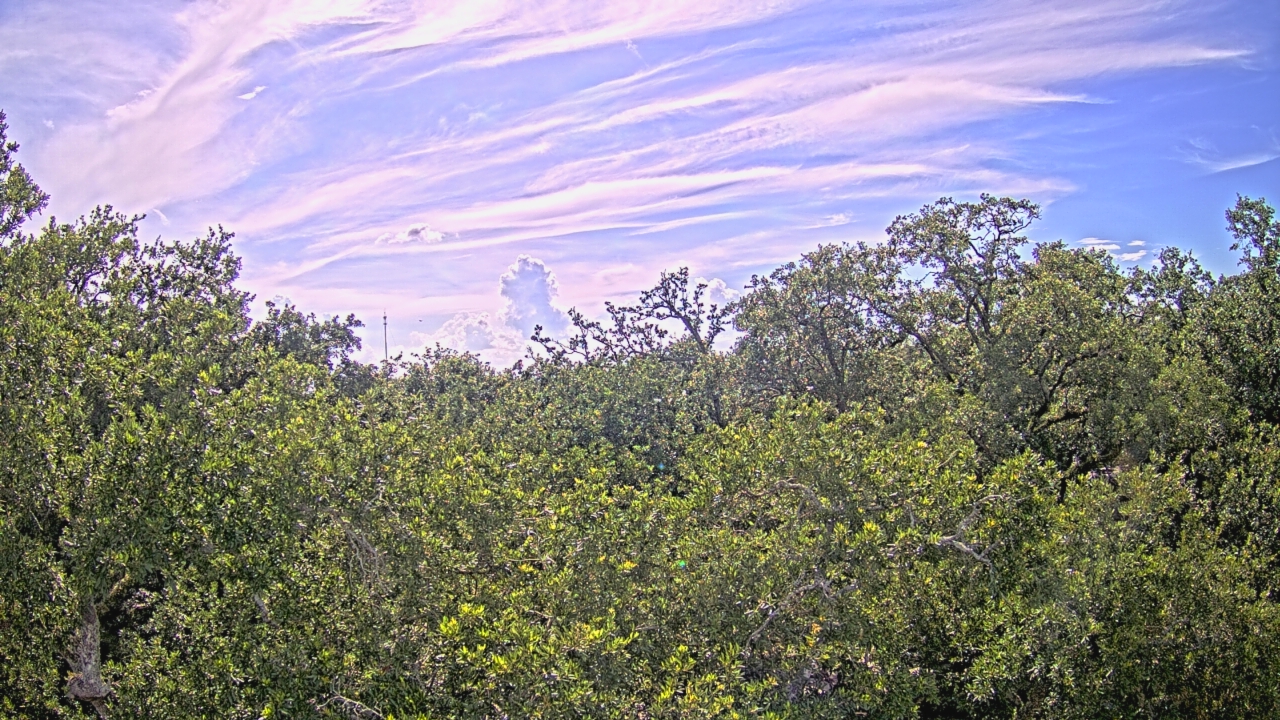 Thumbnail for current weather camera view from Metairie Club Gardens in Metairie, Louisiana