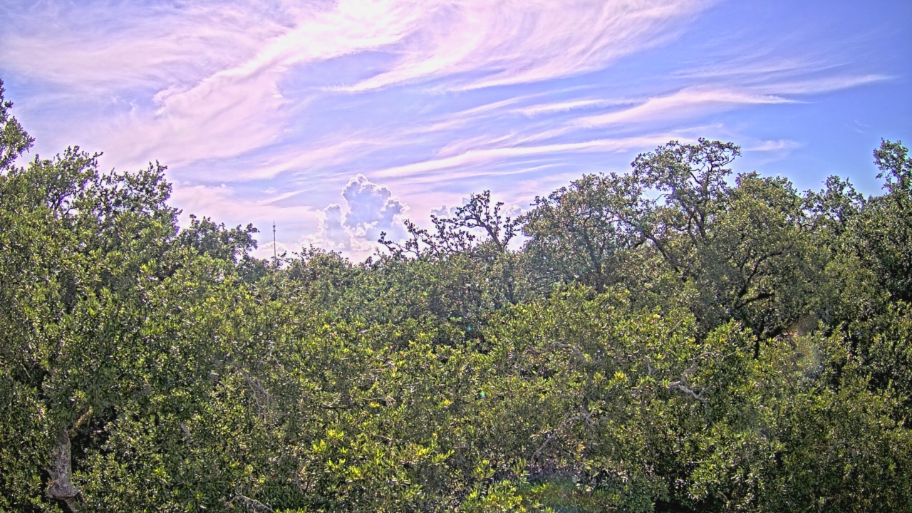 Thumbnail for current weather camera view from Metairie Club Gardens in Metairie, Louisiana