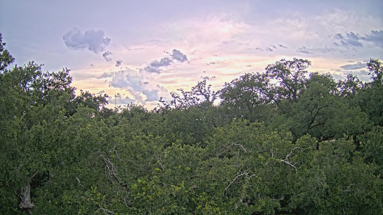 Thumbnail for current weather camera view from Metairie Club Gardens in Metairie, Louisiana