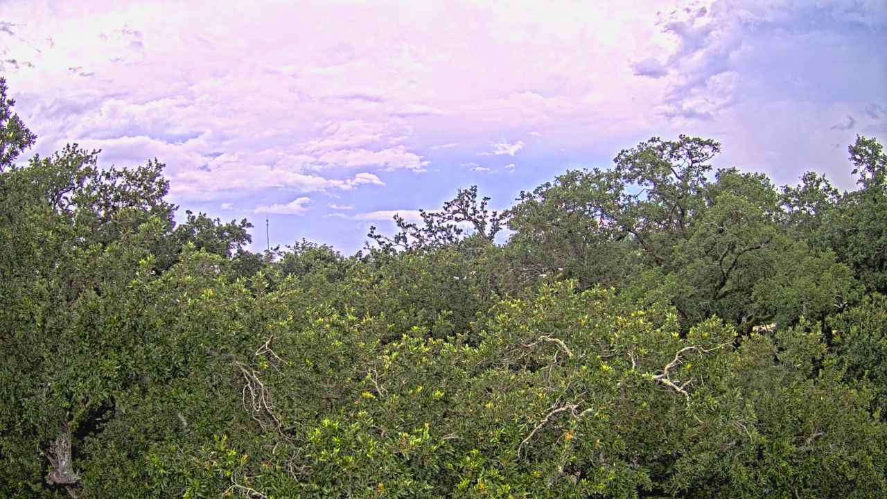 Thumbnail for current weather camera view from Metairie Club Gardens in Metairie, Louisiana
