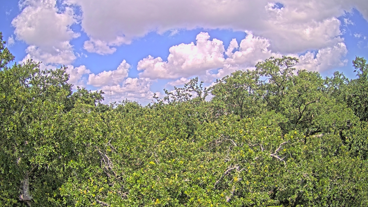 Thumbnail for current weather camera view from Metairie Club Gardens in Metairie, Louisiana