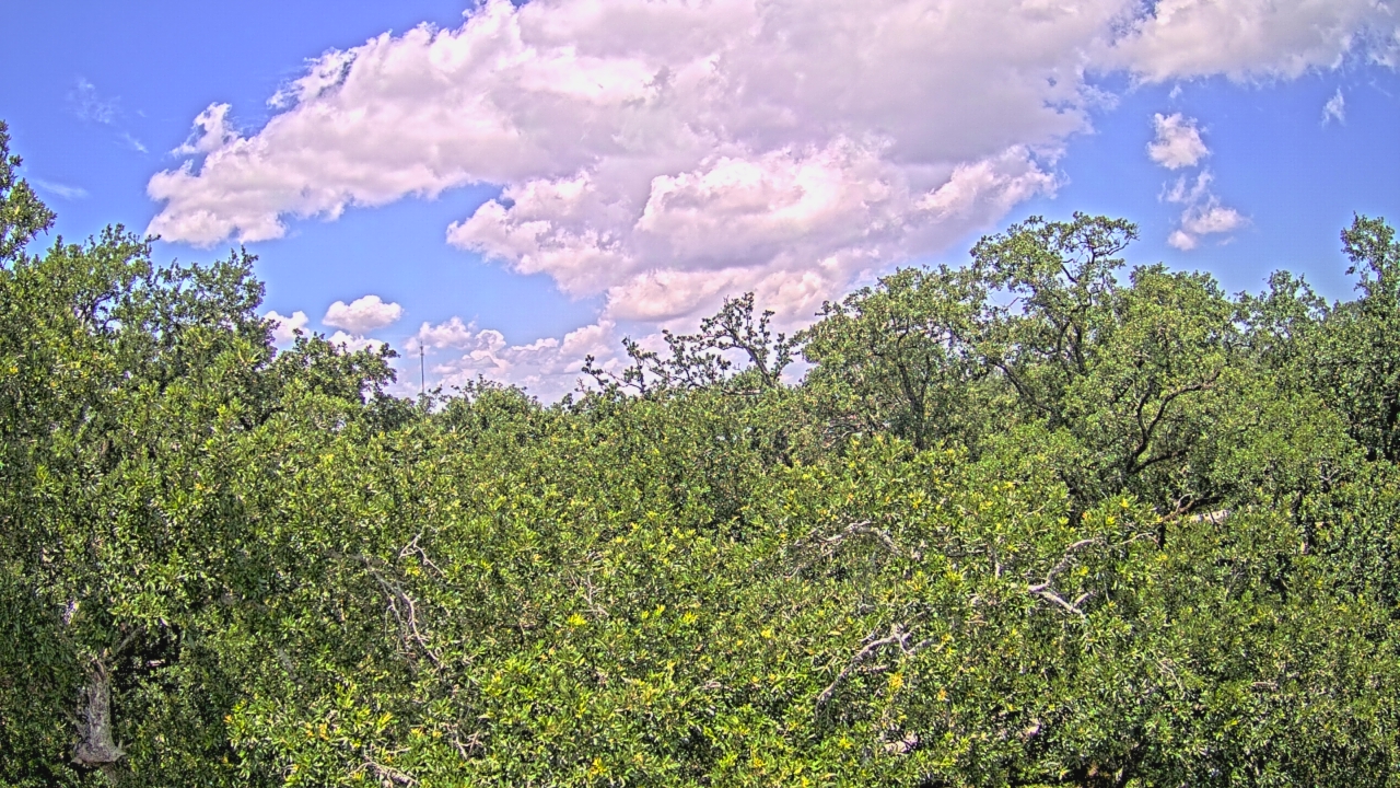 Thumbnail for current weather camera view from Metairie Club Gardens in Metairie, Louisiana