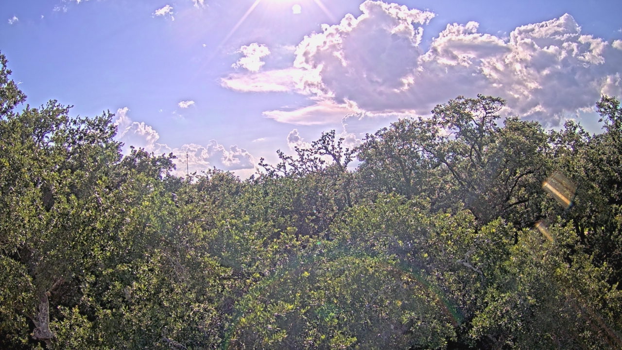 Thumbnail for current weather camera view from Metairie Club Gardens in Metairie, Louisiana