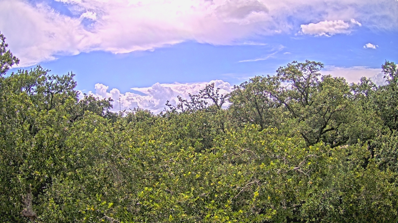 Thumbnail for current weather camera view from Metairie Club Gardens in Metairie, Louisiana
