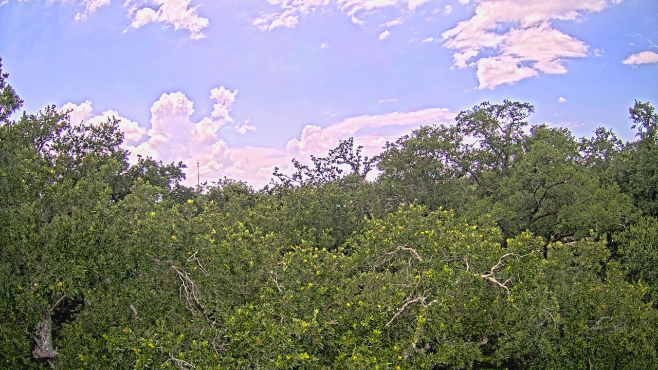Thumbnail for current weather camera view from Metairie Club Gardens in Metairie, Louisiana