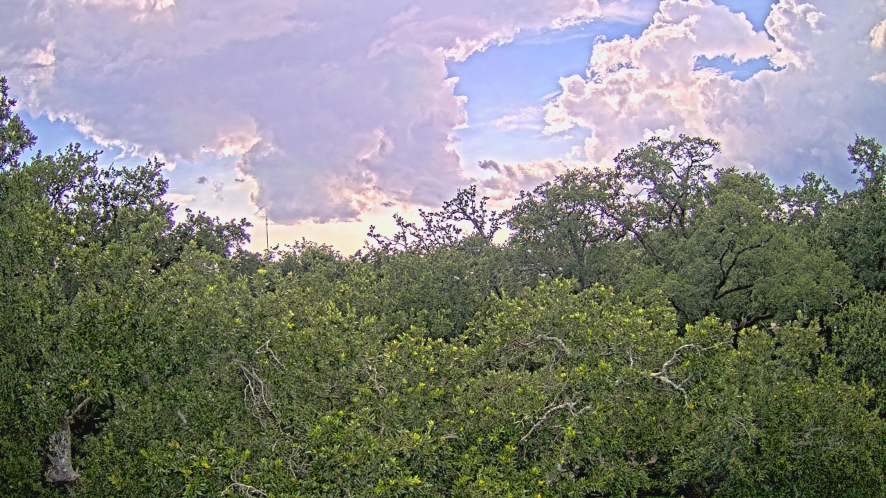 Thumbnail for current weather camera view from Metairie Club Gardens in Metairie, Louisiana
