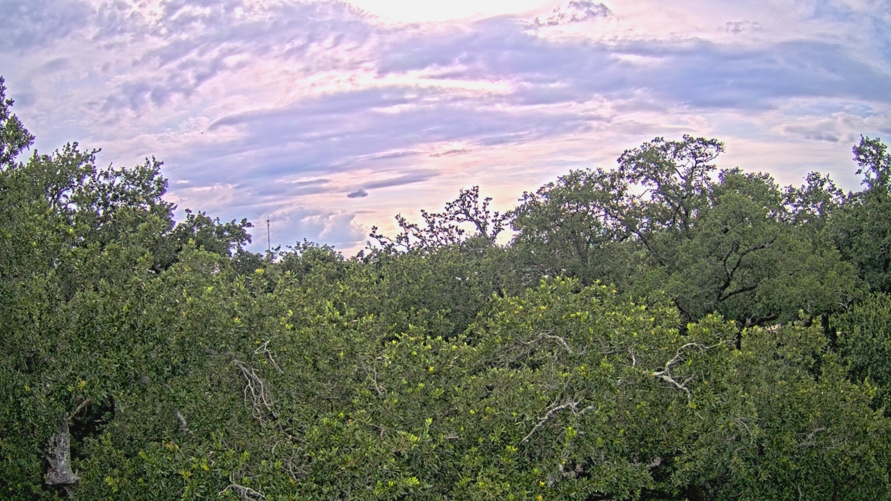 Thumbnail for current weather camera view from Metairie Club Gardens in Metairie, Louisiana