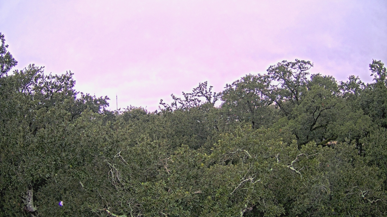 Thumbnail for current weather camera view from Metairie Club Gardens in Metairie, Louisiana