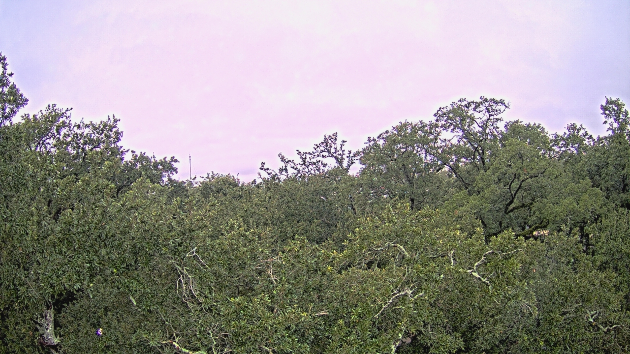 Thumbnail for current weather camera view from Metairie Club Gardens in Metairie, Louisiana