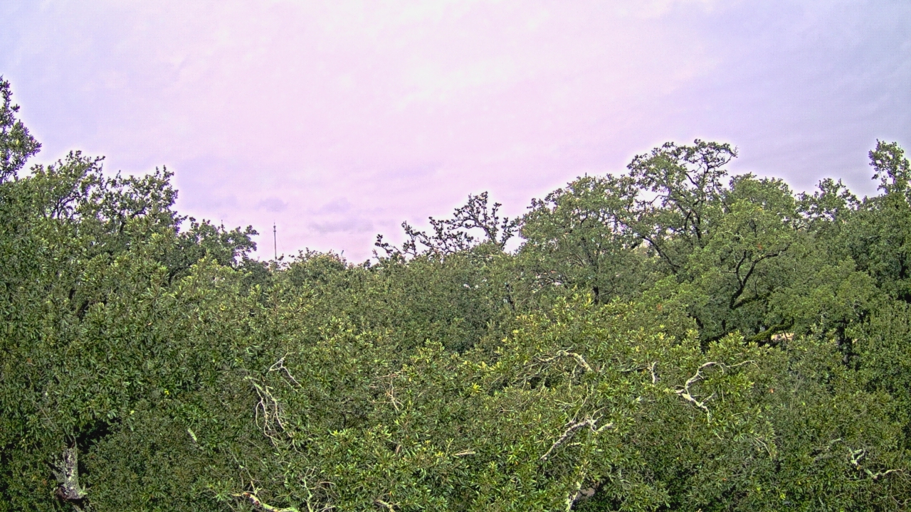 Thumbnail for current weather camera view from Metairie Club Gardens in Metairie, Louisiana