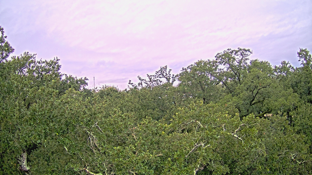 Thumbnail for current weather camera view from Metairie Club Gardens in Metairie, Louisiana