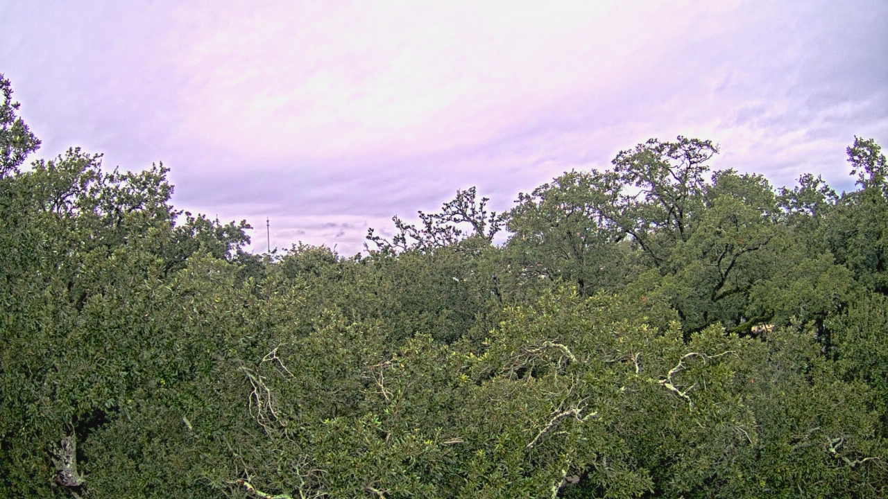 Thumbnail for current weather camera view from Metairie Club Gardens in Metairie, Louisiana