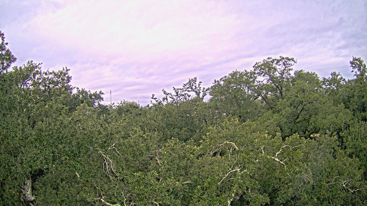 Thumbnail for current weather camera view from Metairie Club Gardens in Metairie, Louisiana