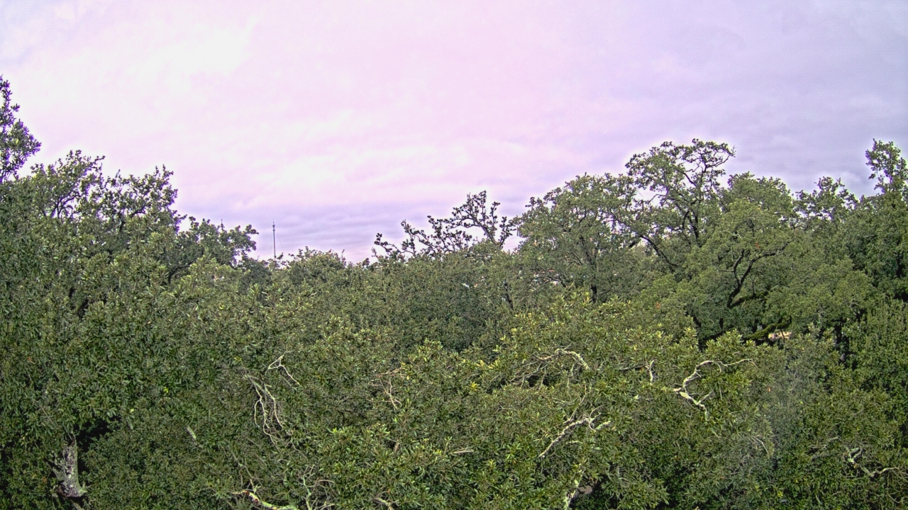 Thumbnail for current weather camera view from Metairie Club Gardens in Metairie, Louisiana