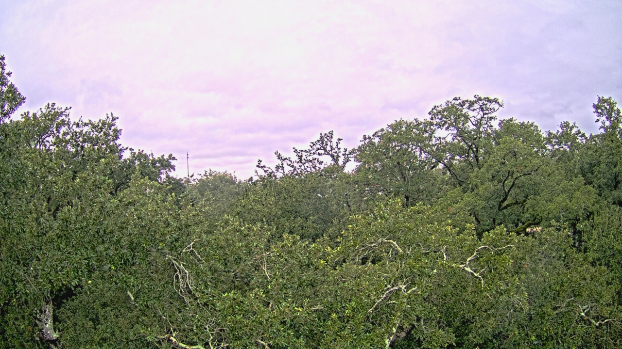 Thumbnail for current weather camera view from Metairie Club Gardens in Metairie, Louisiana