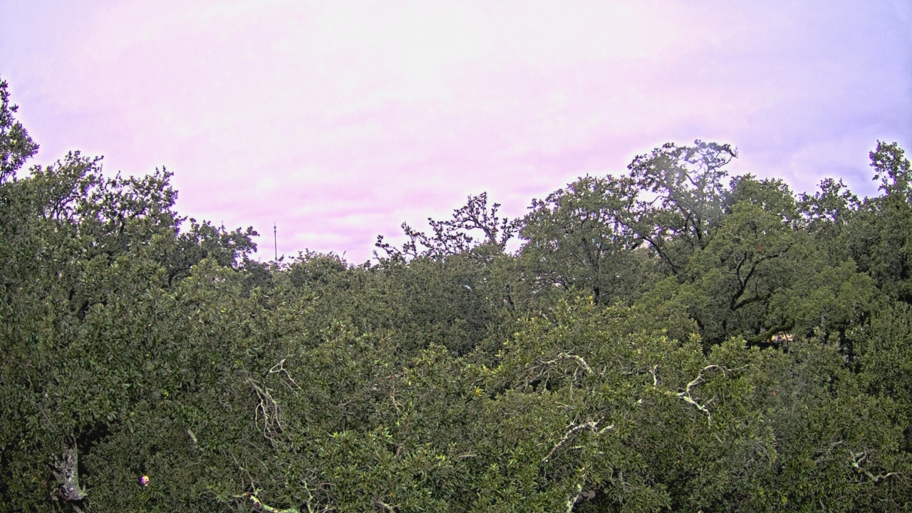 Thumbnail for current weather camera view from Metairie Club Gardens in Metairie, Louisiana