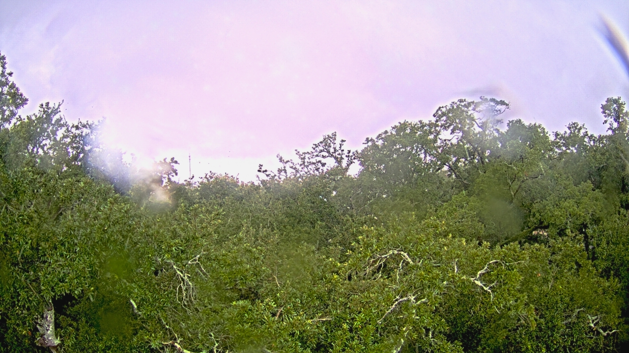 Thumbnail for current weather camera view from Metairie Club Gardens in Metairie, Louisiana