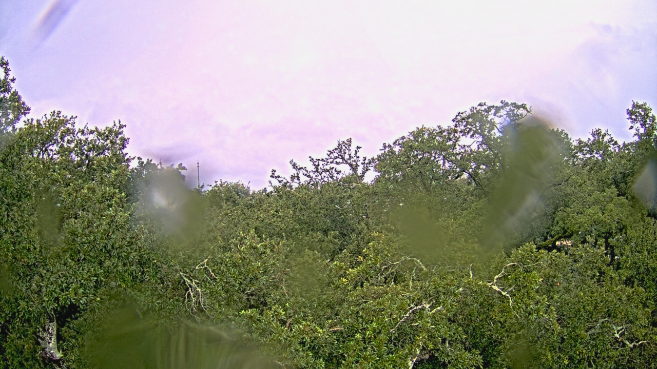 Thumbnail for current weather camera view from Metairie Club Gardens in Metairie, Louisiana