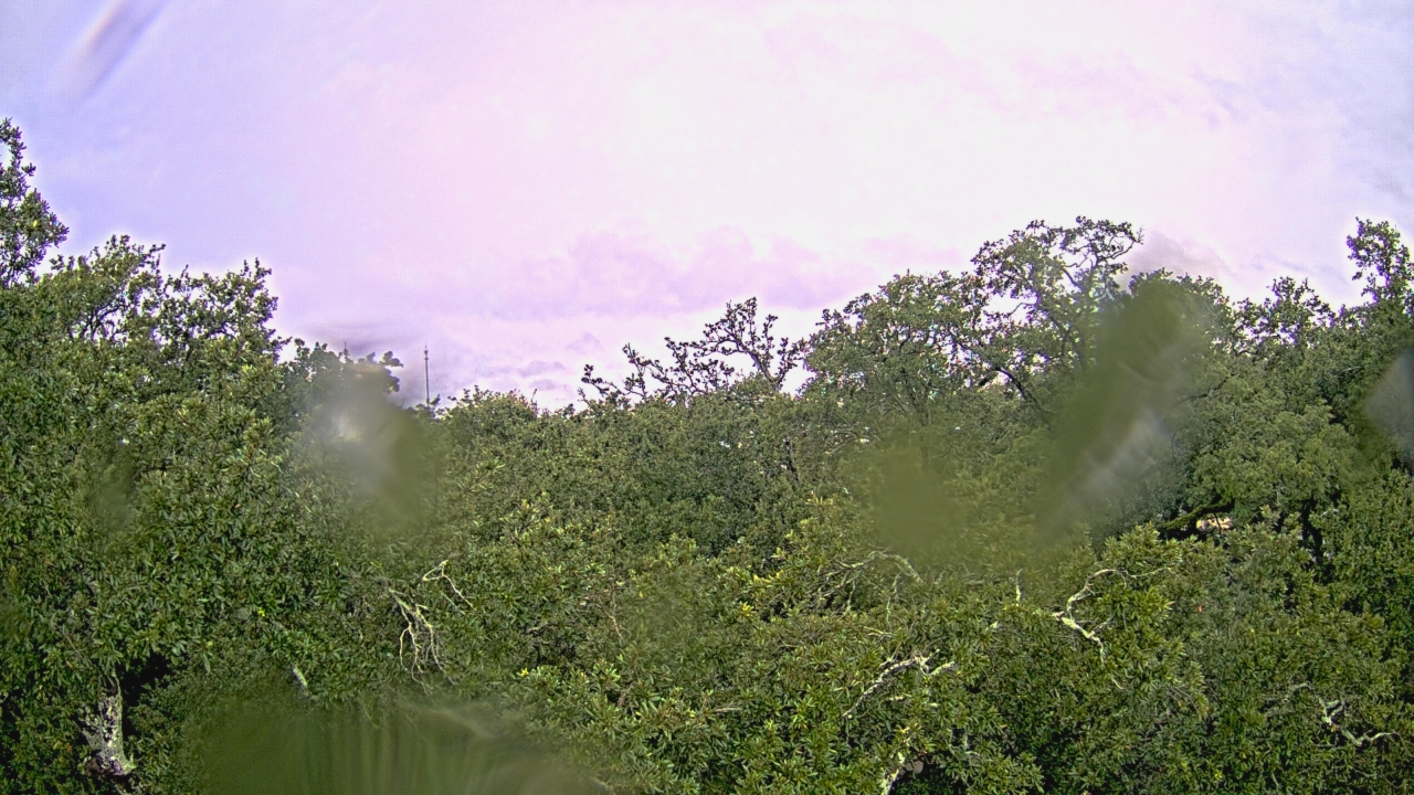 Thumbnail for current weather camera view from Metairie Club Gardens in Metairie, Louisiana