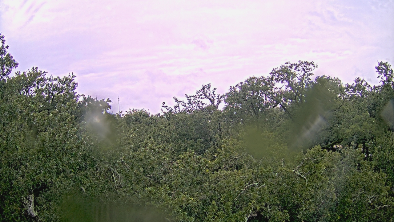 Thumbnail for current weather camera view from Metairie Club Gardens in Metairie, Louisiana